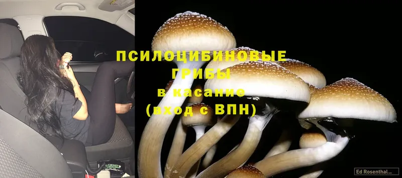 Псилоцибиновые грибы Psilocybe  Батайск 